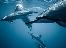 拉波尔塔与莱万沙特之旅亲密会见全球巴萨球迷|巴塞罗那|罗伯特·莱万多夫斯基|马西普|恩里克|西班牙皇家足球协会_新浪体育_新浪新闻